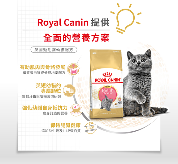 Royal Canin CAT - Feline Breed Nutrition(FBN)  British Shorthair Kitten 純種系列 英國短毛幼貓專屬配方 02kg(原裝行貨)