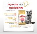 Royal Canin CAT - Feline Breed Nutrition(FBN)  British Shorthair Kitten 純種系列 英國短毛幼貓專屬配方 02kg(原裝行貨)