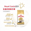 Royal Canin CAT - Feline Breed Nutrition(FBN)  Persian Adult 純種系列 波斯成貓專屬配方04kg (2552040010) (*)(原裝行貨)