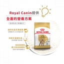 Royal Canin -  Breed 純種系列 Poodle Adult Dog 3KG 貴婦狗成犬專屬配方3公斤[訂貨需時2-3天](原裝行貨)