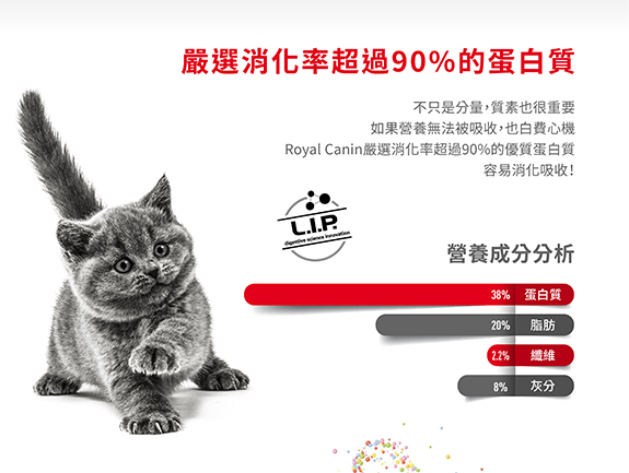 Royal Canin CAT - Feline Breed Nutrition(FBN)  British Shorthair Kitten 純種系列 英國短毛幼貓專屬配方10kg (原裝行貨)