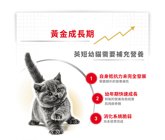 Royal Canin CAT - Feline Breed Nutrition(FBN)  British Shorthair Kitten 純種系列 英國短毛幼貓專屬配方 02kg(原裝行貨)