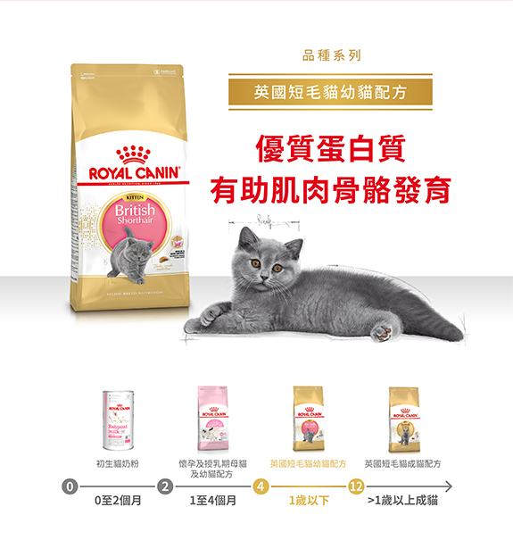 Royal Canin CAT - Feline Breed Nutrition(FBN)  British Shorthair Kitten 純種系列 英國短毛幼貓專屬配方10kg (原裝行貨)