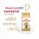 Royal Canin CAT - Feline Breed Nutrition(FBN)  British Shorthair Adult 純種系列 英國短毛成貓專屬配方 04kg (2557040010)(原裝行貨)