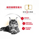 Royal Canin CAT - Feline Breed Nutrition(FBN)  Maine Coon Adult 純種系列 緬因成貓專屬配方10kg(2550100010)(原裝行貨)